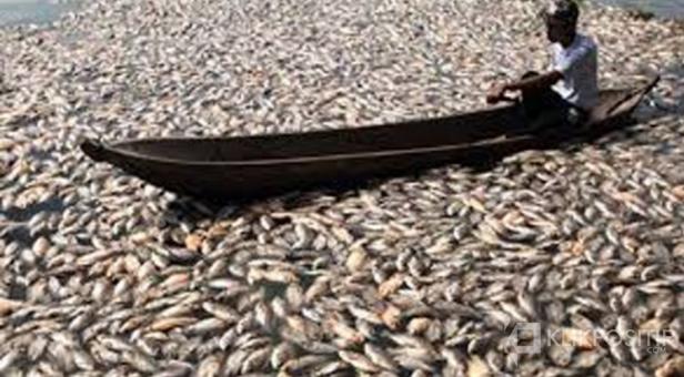 Ratusan Ton Ikan Mati Di Danau Maninjau KlikPositif Media