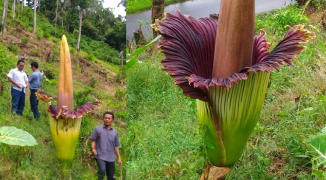  Bunga  Bangkai Ini Tumbuh di Pinggir Jalan Simpang Ampek 