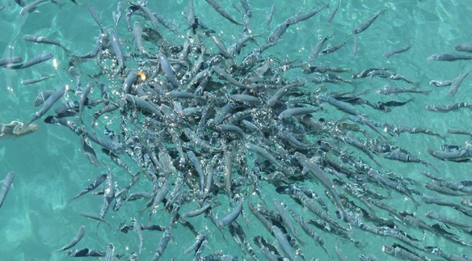 Peneliti Perubahan Iklim Pengaruhi Ekosistem Ikan Klikpositif Com Media Generasi Positif