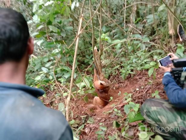 Kucing Emas Langka Terjerat Perangkap Babi Hutan Di Agam