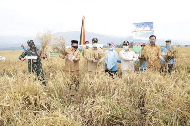 Wagub Sumbar, Nasrul Abit, Dandim 0309/Solok serta Pejabat Pemko Solok panen padi di Sawah Solok