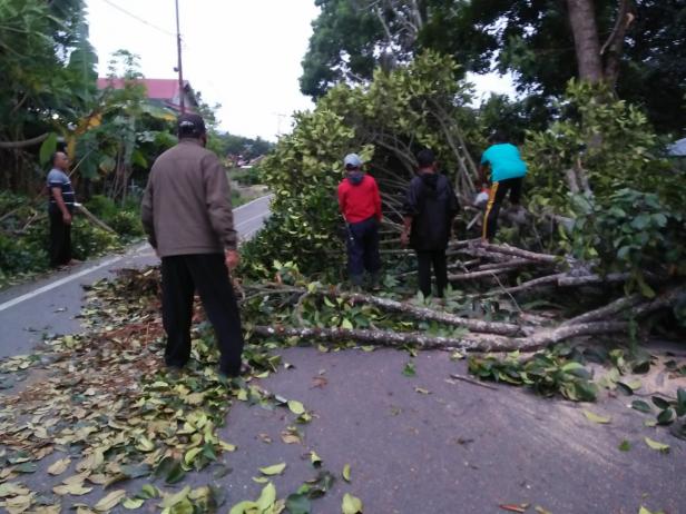 Proses evakuasi pohon tumbang di Payakumbuh.