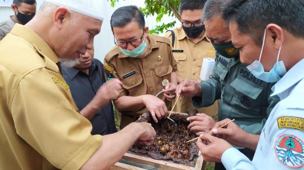 Panen madu Galo- galo di rumah dinas Gubernur Sumbar beberapa hari lalu