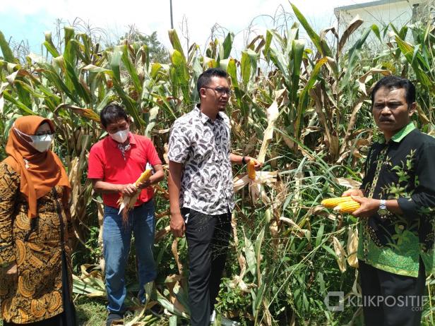 Diperkirakan Capai 3 Ton, Mahasiswa Fakultas Pertanian UM Sumbar Siap Lakukan Panen Jagung di Payakumbuh