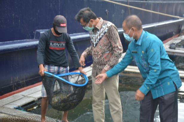 Gubernur Sumbar Irwan Prayitno saat panen ikan kerapu di Kawasan Mandeh Pesisir Selatan