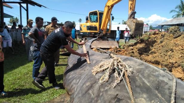 Detik-detik penguburan Hiu Tutul yang tersangkut jaring nelayan di Pantai Lansano Taratak-Sutera