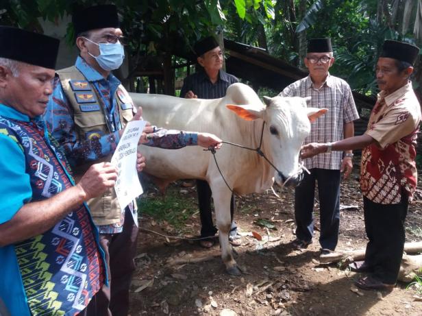 Bupati Pessel, Hendrajoni saat menyerahkan hewan di Masjid Al Imam Koto Baru-Lengayang