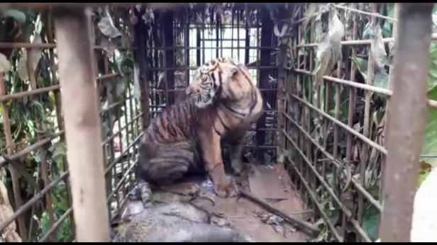 Harimau Sumatra Di Gantung Ciri Solok Masuk Perangkap Klikpositif Com Media Generasi Positif