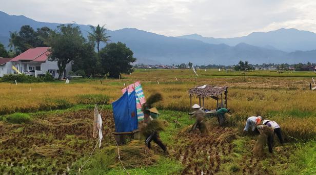 Panen padi di Kota Padang