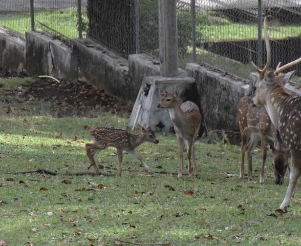 Bayi rusa yang lahir pada Rabu, 28 Juli 2021 mendekati induknya di kawasan Taman Kehati PT Semen Padang