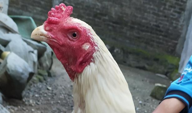 Bentuk Mata Ayam Bangkok Yang Paling Banyak Diminati Sabung Ayam Online Ayam Bangkok Mata