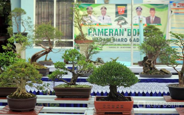 Pameran Bonsai digelar di halaman Kantor Wali Nagari Biaro Gadang Kecamatan Ampek Gadang, Agam