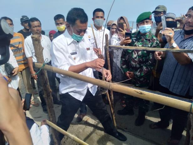 Bupati Pessel, Rusma Yul Anwar saat penanaman cemara laut di di Muaro Anakan Nagari IV Koto Hilie- Batang Kapas.