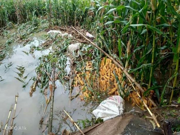 Lahan jagung yang rusak akibat banjir di Rahul Tapan Pessel