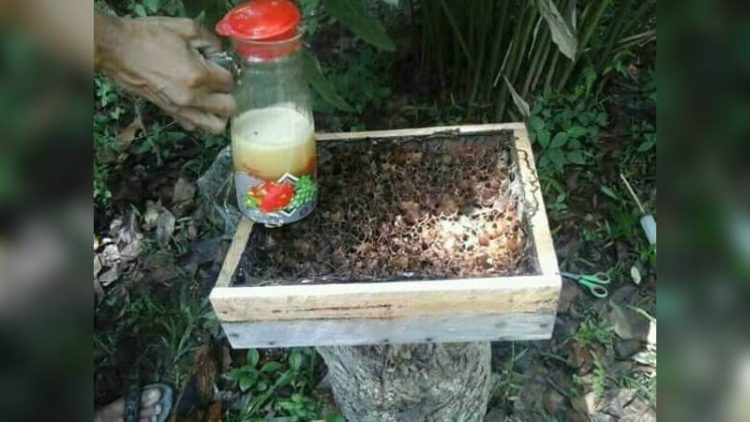 Sarang dan Madu Lebah Tak Bersengat (Galo-galo) di Halaman Rumah Heri di Desa Santur, Kecamatan Barangin, Kota Sawahlunto