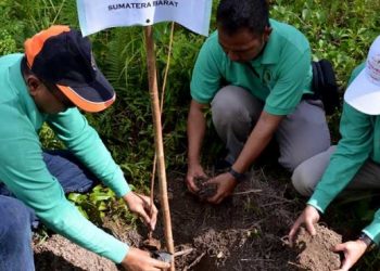 Untuk antisipasi abrasi mangrove ditanam di beberapa lokasi di Siberut