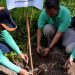 Untuk antisipasi abrasi mangrove ditanam di beberapa lokasi di Siberut