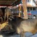 Penurunan sapi-sapi kurban di Rumah Singgah Andre Rosiade sebelum disalurkan ke masjid dan mushalal tempat berkurban yang tersebar di Padang, Sijunjung, Dharmasraya dan Agam.