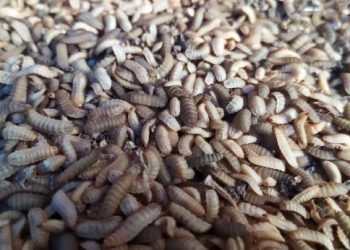 Maggot hasil budidaya di Indolarva Kenagarian Sungai Antuan, Kecamatan Mungka, Limapuluh Kota