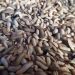 Maggot hasil budidaya di Indolarva Kenagarian Sungai Antuan, Kecamatan Mungka, Limapuluh Kota