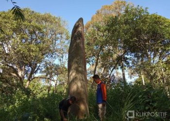 Menhir di Sungai Rimbang Kecamatan Suliki Kabupaten Lima Puluh Kota