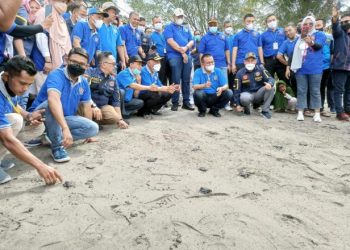 Guber Sumbar dan Walikota Pariaman bersama kader Karang Taruna melepas Penyu di area Konservasi Penangkaran Penyu dan Mangrove Park Desa Apar, Kecamatan Pariaman Utara, Kota Pariaman.