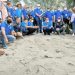 Guber Sumbar dan Walikota Pariaman bersama kader Karang Taruna melepas Penyu di area Konservasi Penangkaran Penyu dan Mangrove Park Desa Apar, Kecamatan Pariaman Utara, Kota Pariaman.