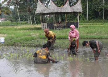 Di Kubu Gadang Padang Panjang, Bermandikan Lumpur Mengenalkan Budaya Minang