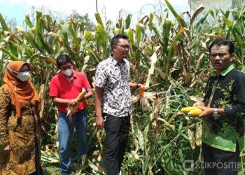 Diperkirakan Capai 3 Ton, Mahasiswa Fakultas Pertanian UM Sumbar Siap Lakukan Panen Jagung di Payakumbuh