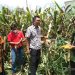 Diperkirakan Capai 3 Ton, Mahasiswa Fakultas Pertanian UM Sumbar Siap Lakukan Panen Jagung di Payakumbuh