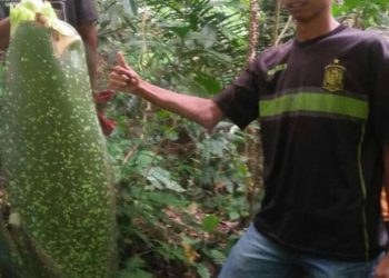 Bungai bangkai yang ditemukan warga di Kampung Akat Pessel