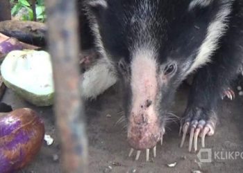 Hewan langka yang ditemukan di Solok diamankan petugas satpol PP dalam krangkeng, menunggu petugas BKSDA