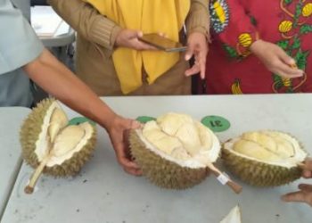 Tiga durian terbaik pada Festival Durian Solok Selatan