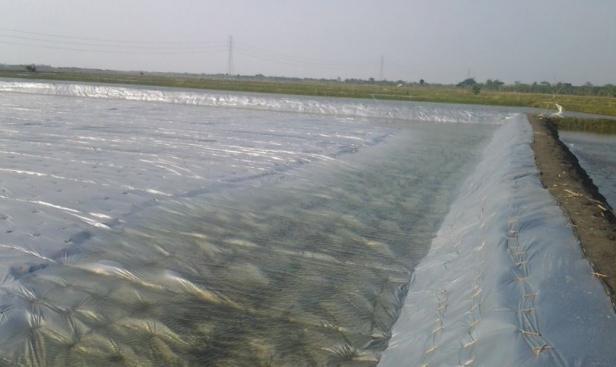 Tambak Udang