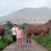 Sapi dipinggir Gunung Singgalang