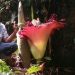 Salah seorang warga saat berfoto di lokasi bunga bangkai yang ditemukan kembali di Kampung Akat Pessel