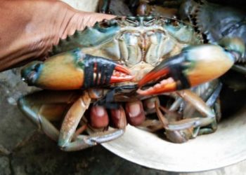 Kepiting Bakau Pasaman Barat dari Kampung Maligi