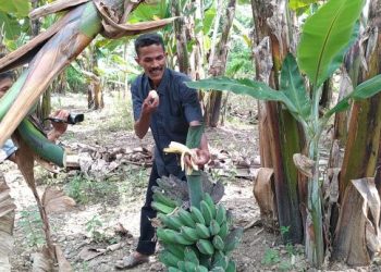 Firdasu alias Pak Kasih saat panen pisang Kepok Tanjung di Kebunnya di Batu Palano, Selayo-Kab. Solok