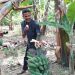 Firdasu alias Pak Kasih saat panen pisang Kepok Tanjung di Kebunnya di Batu Palano, Selayo-Kab. Solok