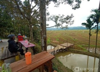 Kafe Viral di Pinggir Persawahan