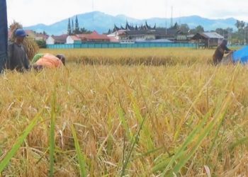 Aktivitas petani saat panen padi di sawah Solok yang tak jauh dari Balai Kota Solok