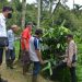 Komunitas Kopi Solok Rajo yang difasilitasi CSR PT Semen Padang ketika meninjau kebun kopi Bancah Sikayan Balumuik baru-baru ini.