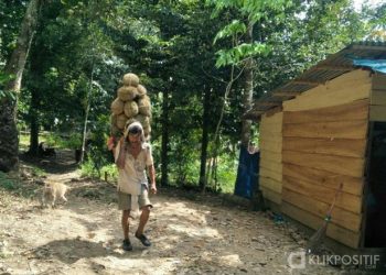 Masyarakat di Nagari Taratak Tampatih saat mengakut hasil panen durian