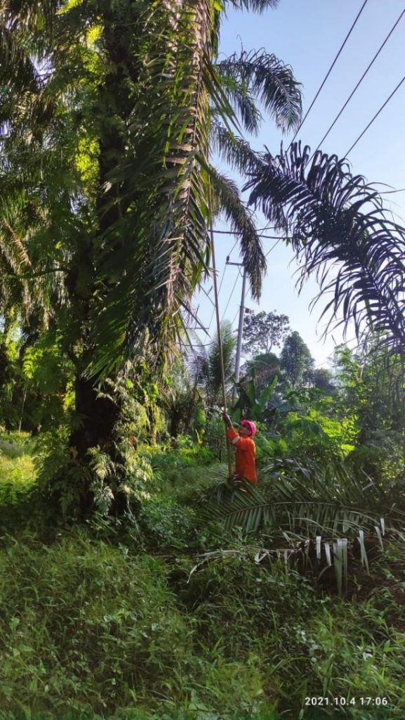 Operasikan Feeder Express Silaping dan Giatkan Row, Langkah PLN Antisipasi Gangguan Listrik