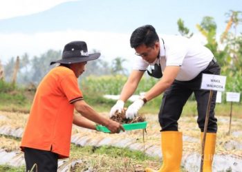 Wakil Wali Kota Payakumbuh Erwin Yunaz saat panen bawang di Payolinyam