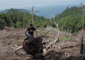 Seorang warga melakukan pengecekan lokasi pembalakan liar di hutan Kelurahan Teluk Kabung Utara