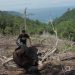 Seorang warga melakukan pengecekan lokasi pembalakan liar di hutan Kelurahan Teluk Kabung Utara