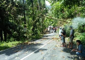 Pohon Tumbang di Jalan Bukittinggi-Lubuk Basung