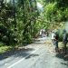 Pohon Tumbang di Jalan Bukittinggi-Lubuk Basung