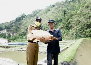 Bupati Lima Puluh Kota, Safaruddin Dt Bandaro Rajo saat mengunjungi salah satu lokasi budidaya ikan di daerahnya.